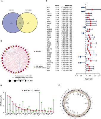 Elucidating prognosis in cervical squamous cell carcinoma and endocervical adenocarcinoma: a novel anoikis-related gene signature model